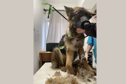 Nyíllal sebzett kutya műtét Sárospatak
